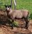 Ramble N Naomi, a grey Shetland ewe
(click for larger picture)