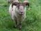 Burnside, a musket Shetland ram
(click for larger picture)