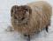 Half Channer Burnside, a musket Shetland ram
(click for larger picture)