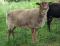 Twin Springs Nyssa, a moorit Shetland ewe
(click for larger picture)