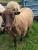 Frisby, a moorit Shetland ewe
(click for larger picture)